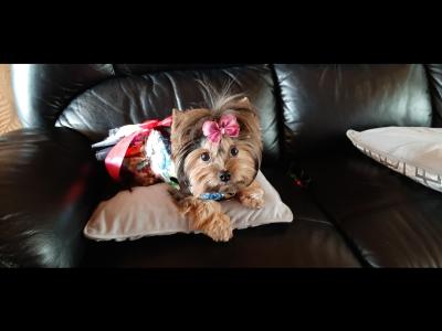 Beautiful IKC Registered Yorkshire Terrier Boy💙 in Louth