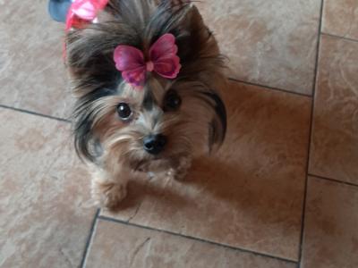 Beautiful IKC Registered Yorkshire Terrier Boy💙 in Louth