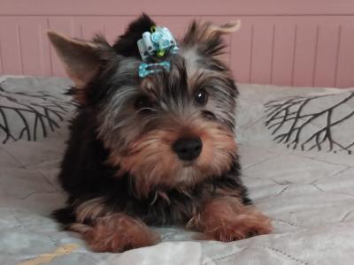 Beautiful IKC Registered male Yorkshire Terrier puppy 💙 in Louth