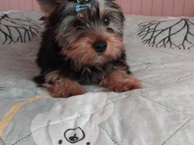 Beautiful IKC Registered Yorkshire Terrier Boy💙 in Louth