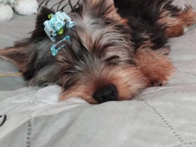 Beautiful IKC Registered Yorkshire Terrier Boy💙 in Louth