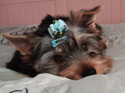 Beautiful IKC Registered Yorkshire Terrier Boy💙 in Louth