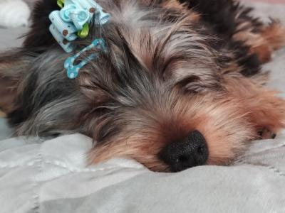 Beautiful IKC Registered Yorkshire Terrier Boy💙 in Louth