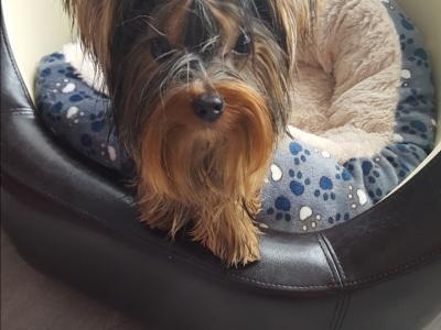 IKC Registered Tea Cup Yorkshire Terrier Girl puppy 🩷 in Louth