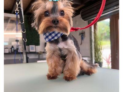 IKC Registered Tea Cup Yorkshire Terrier Girl puppy 🩷 in Louth