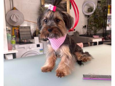 IKC Registered Tea Cup Yorkshire Terrier Girl puppy 🩷 in Louth