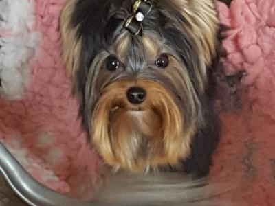 IKC Registered Tea Cup Yorkshire Terrier Girl puppy 🩷 in Louth