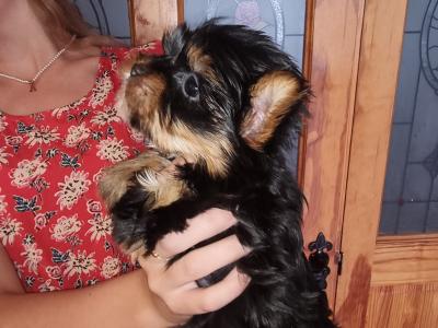 IKC Registered Tea Cup Yorkshire Terrier Girl puppy 🩷 in Louth