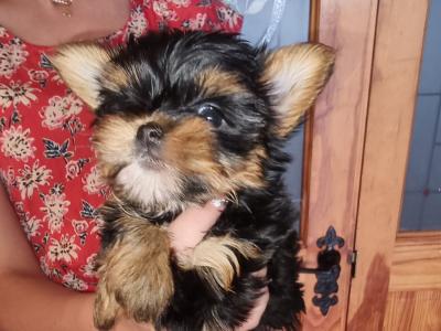 IKC Registered Tea Cup Yorkshire Terrier Girl puppy 🩷 in Louth