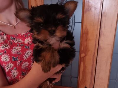 IKC Registered Tea Cup Yorkshire Terrier Girl puppy 🩷 in Louth