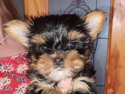IKC Registered Tea Cup Yorkshire Terrier Girl puppy 🩷 in Louth