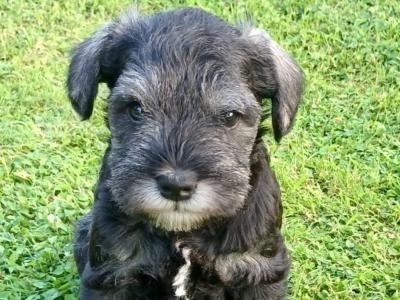 Miniature Schnauzer puppies in Kerry