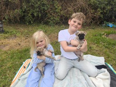 Playful, Friendly Frugs (French Bulldog x Pug) puppies in Limerick