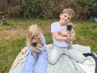 Playful, Friendly Frugs (French Bulldog x Pug) puppies in Limerick
