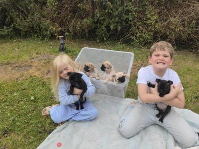 Playful, Friendly Frugs (French Bulldog x Pug) puppies in Limerick