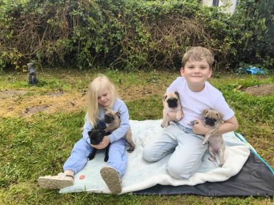 Playful, Friendly Frugs (French Bulldog x Pug) puppies in Limerick
