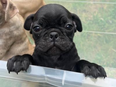 Playful, Friendly Frugs (French Bulldog x Pug) puppies in Limerick
