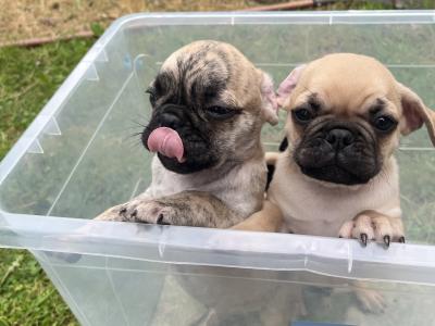 Playful, Friendly Frugs (French Bulldog x Pug) puppies in Limerick