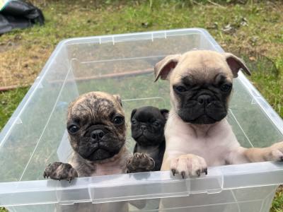 Playful, Friendly Frugs (French Bulldog x Pug) puppies in Limerick