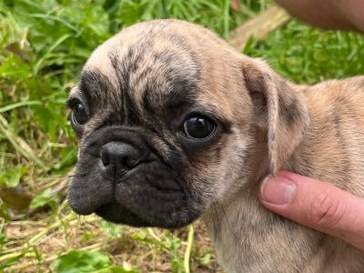 Playful, Friendly Frug (French Bulldog x Pug) puppies in Limerick