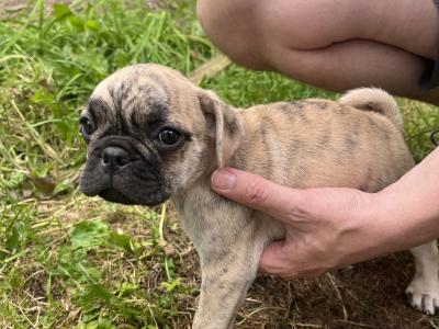 Playful, Friendly Frugs (French Bulldog x Pug) puppies in Limerick