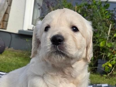 Golden Retriever puppies in Westmeath