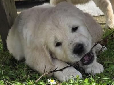Golden Retriever puppies in Westmeath