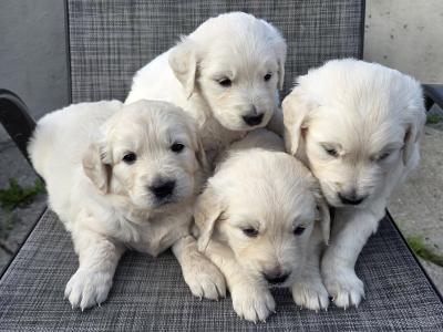 Golden Retriever puppies in Westmeath