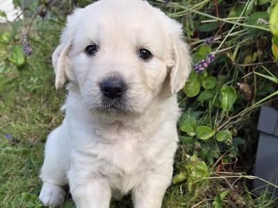 Golden Retriever puppies in Westmeath