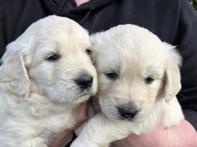 Golden Retriever puppies in Westmeath