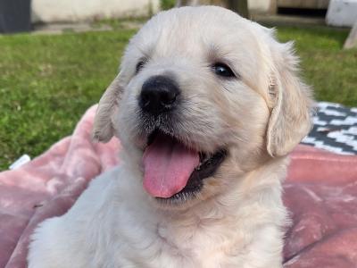 Golden Retriever puppies in Westmeath