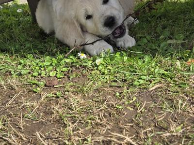Golden Retriever puppies in Westmeath