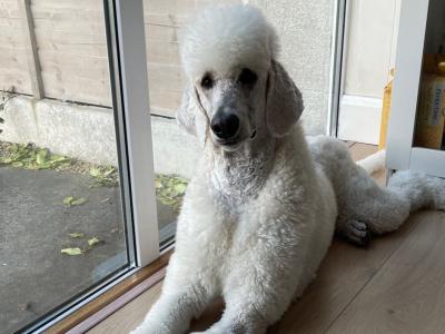 Standard Poodle for stud