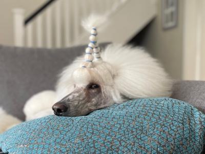 Standard Poodle for stud