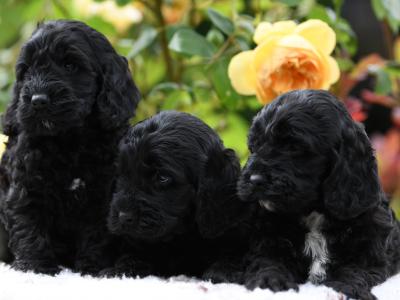Quality Cockapoo puppies in Tyrone