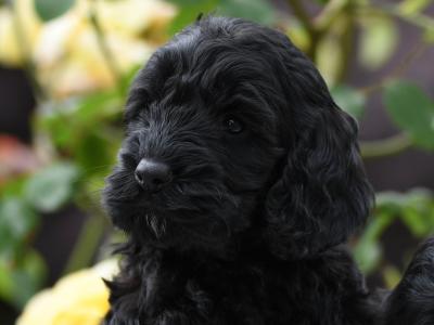 Quality Cockapoo puppies in Tyrone