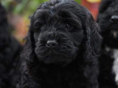 Quality Cockapoo puppies in Tyrone
