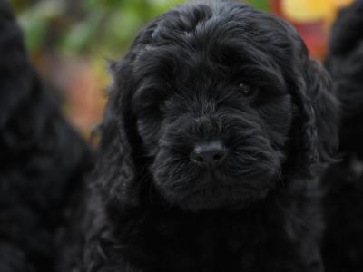 Quality Cockapoo puppies in Tyrone