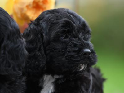 Quality Cockapoo puppies in Tyrone