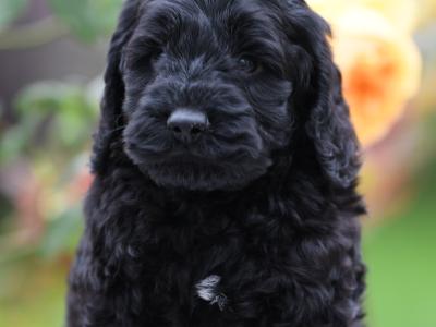 Quality Cockapoo puppies in Tyrone