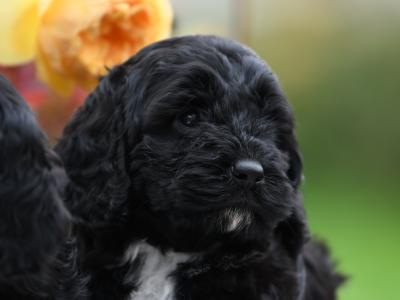 Quality Cockapoo puppies in Tyrone