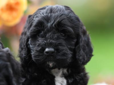 Quality Cockapoo puppies in Tyrone