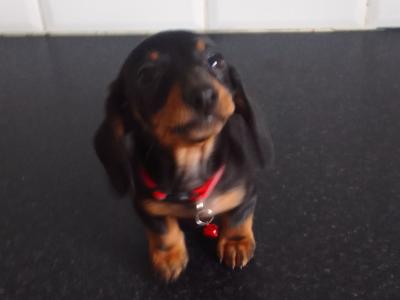 Adorable Dachshund puppies can be ikc at buyers Request in Laois
