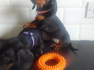 Adorable Dachshund puppies can be ikc at buyers Request in Laois