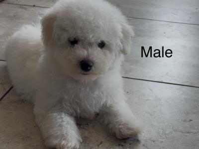 IKC Registered (pending) Bichon Frise puppies in Kerry