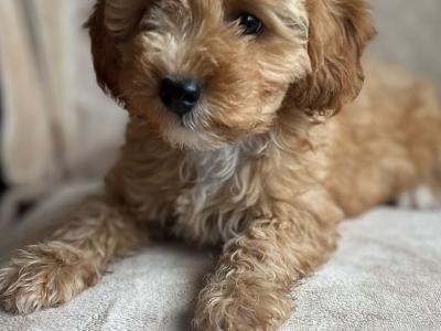 Fabulous Red Cavapoo puppies in Waterford