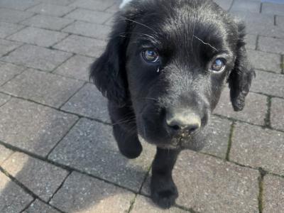 Beautiful Golden Retriever x Border Collie puppies in Cavan