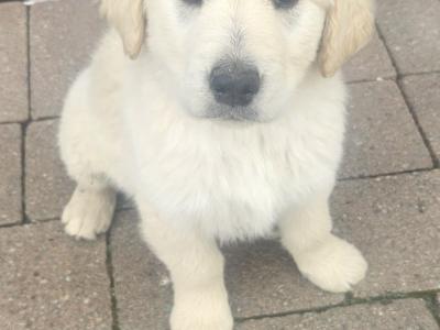 Beautiful Golden Retriever x Border Collie puppies in Cavan
