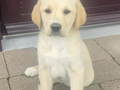 Beautiful Golden Retriever x Border Collie puppies in Cavan