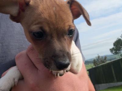 Beautiful miniature Jack Russell puppies in Cork